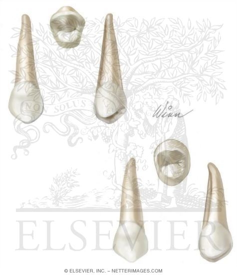 Watermarked preview of unlabeled image: Types of Teeth: Maxillary Premolars (Right Side)