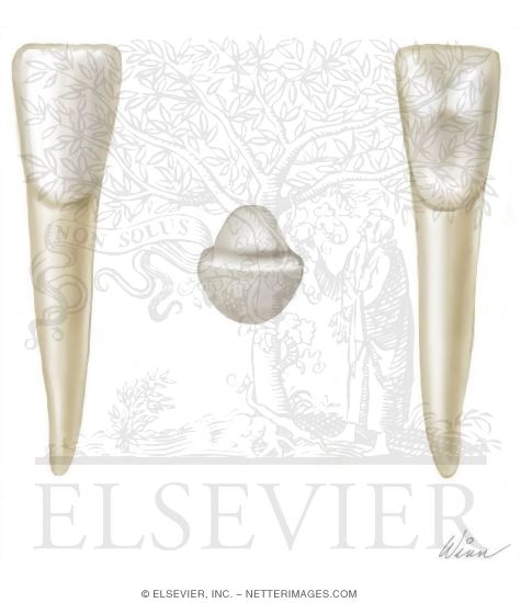 Watermarked preview of unlabeled image: Maxillary Molars (Right Side)