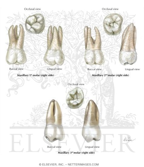 Maxillary Molars (Right Side)