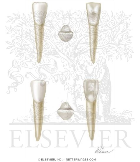 Watermarked preview of unlabeled image: Mandibular Incisors (Right Side)