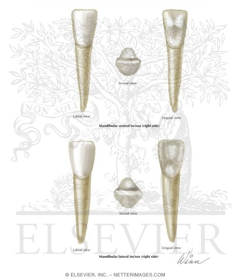 Watermarked preview of labeled image: Mandibular Incisors (Right Side)