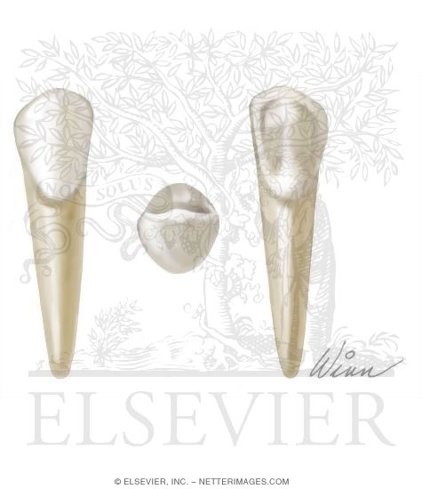 Mandibular Canine (Right Side)