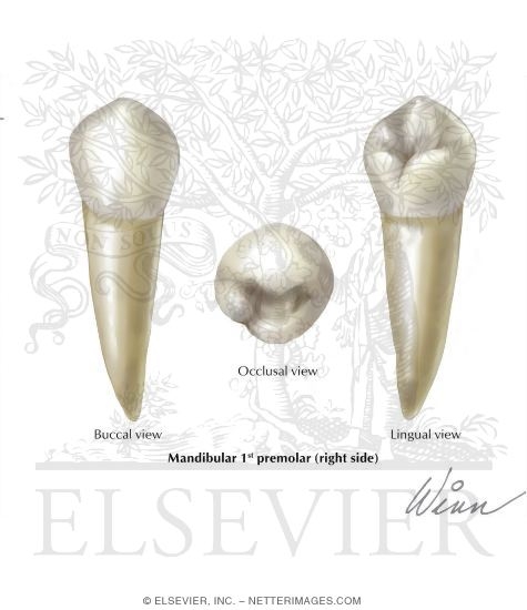 Mandibular 1st Premolar (Right Side)