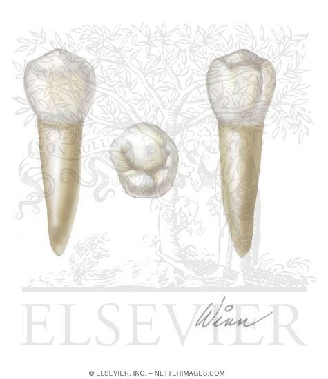 Mandibular 2nd Premolar (Right Side)