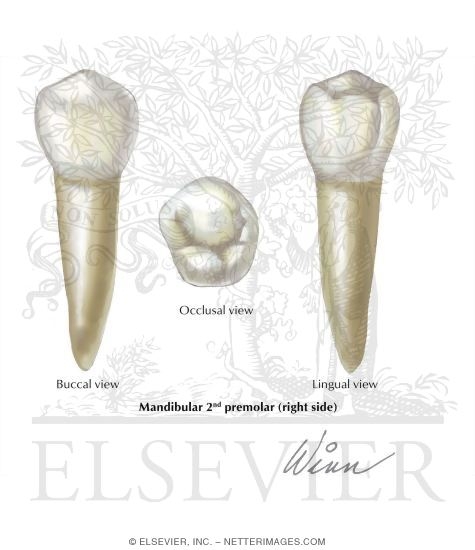 Mandibular 2nd Premolar (Right Side)