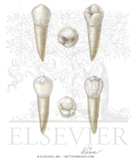 Watermarked preview of unlabeled image: Mandibular Premolars (Right Side)