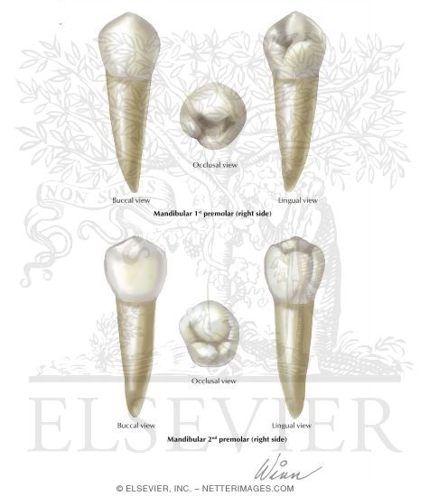 Mandibular Premolars (Right Side)