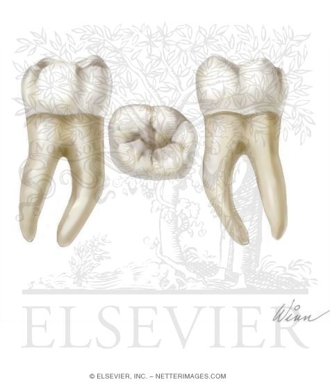 Watermarked preview of unlabeled image: Mandibular 1st Molar (Right Side)
