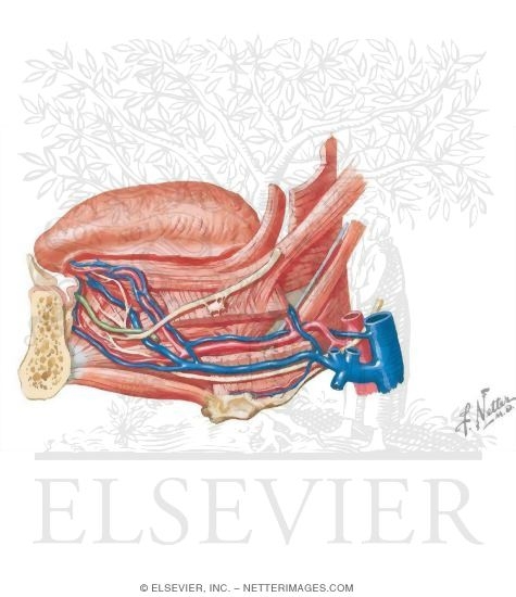 Watermarked preview of unlabeled image: Vascular Supply of the Oral Cavity: Arterial Supply