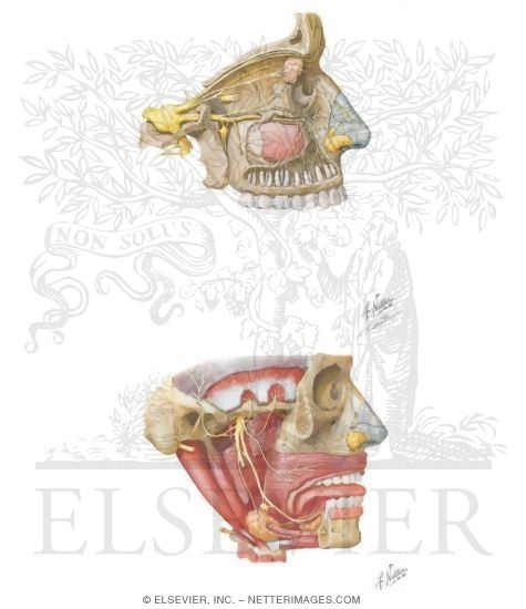 Nerve Supply of the Oral Cavity