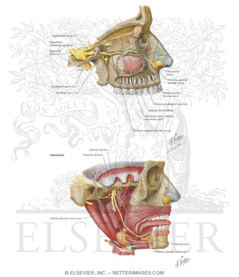 Nerve Supply of the Oral Cavity