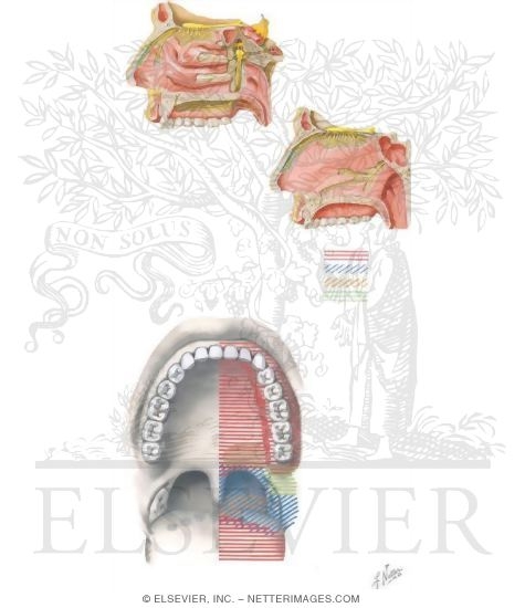 Nerve Supply of the Oral Cavity: Palate