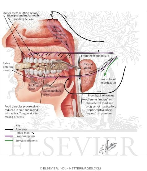 Watermarked preview of labeled image: Salivary Glands