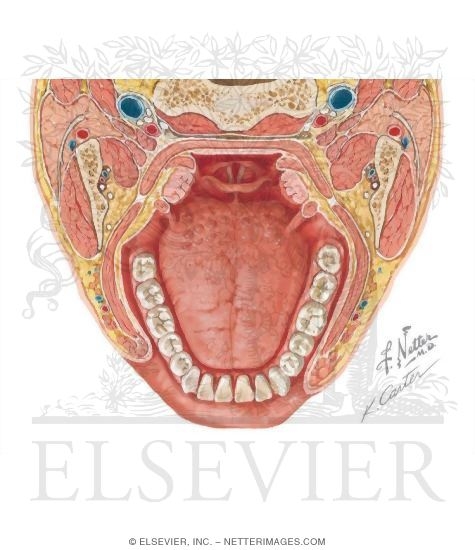 Watermarked preview of unlabeled image: Tongue
