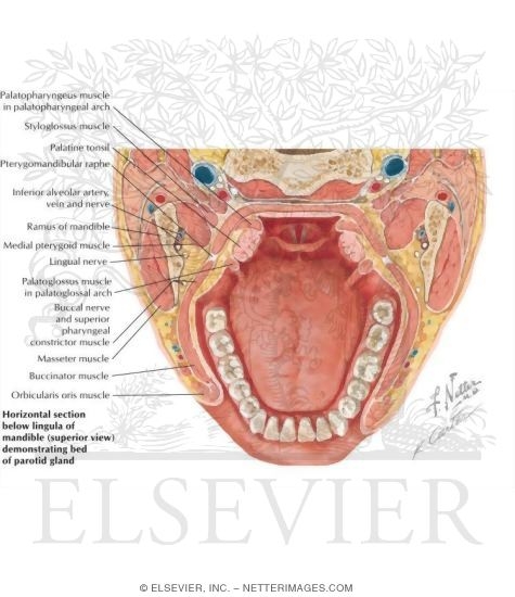 Watermarked preview of labeled image: Tongue