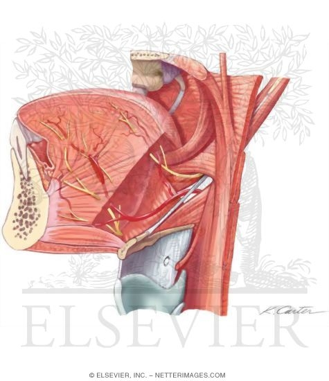 Extrinsic Tongue Muscles