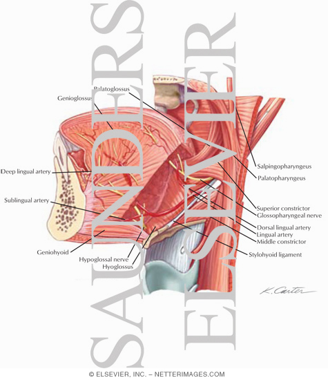 Extrinsic Tongue Muscles