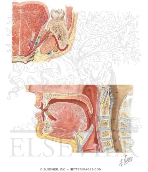 Intrinsic Tongue Muscles