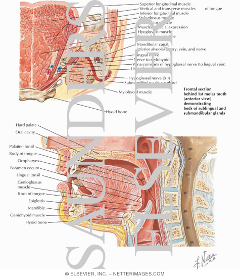 Intrinsic Tongue Muscles