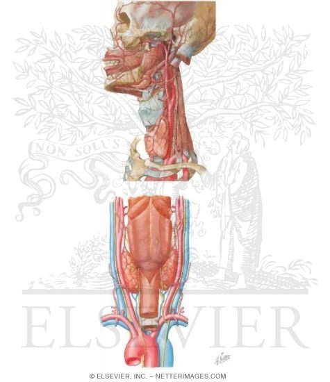Watermarked preview of unlabeled image: Arterial Supply of the Pharynx