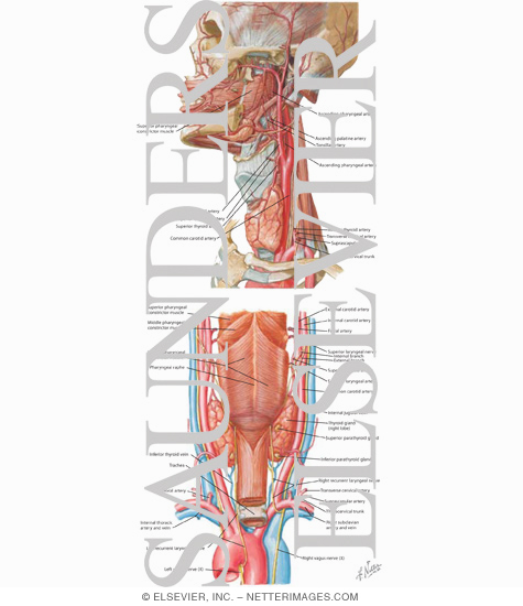 Watermarked preview of labeled image: Arterial Supply of the Pharynx