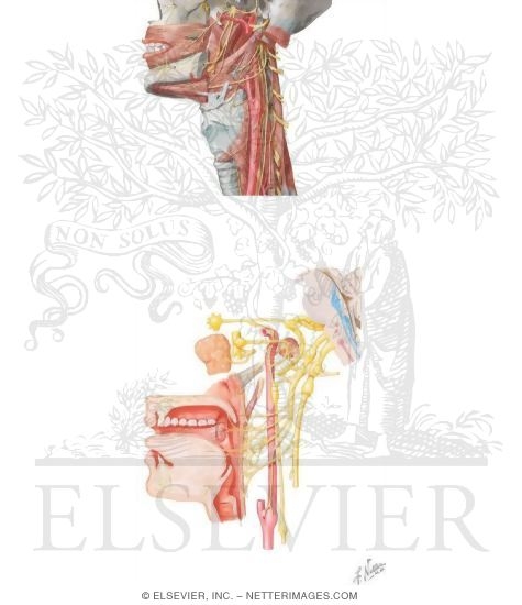 Innervation of the Pharynx