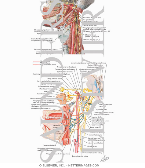 Watermarked preview of labeled image: Innervation of the Pharynx