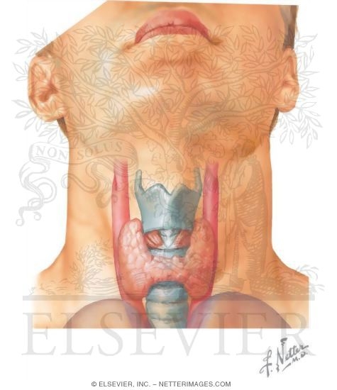 Watermarked preview of unlabeled image: Larynx