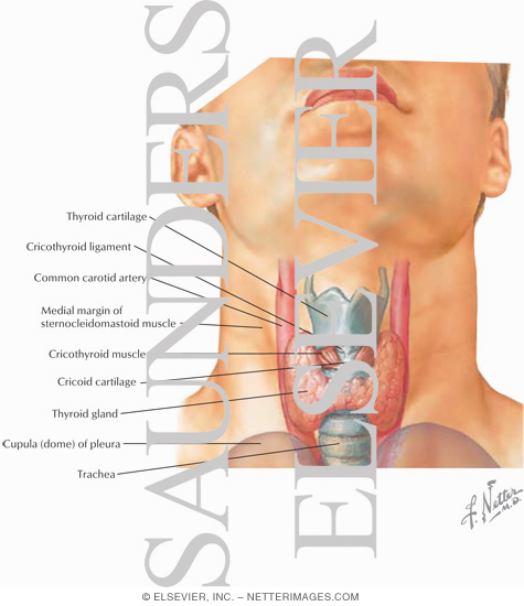 Larynx