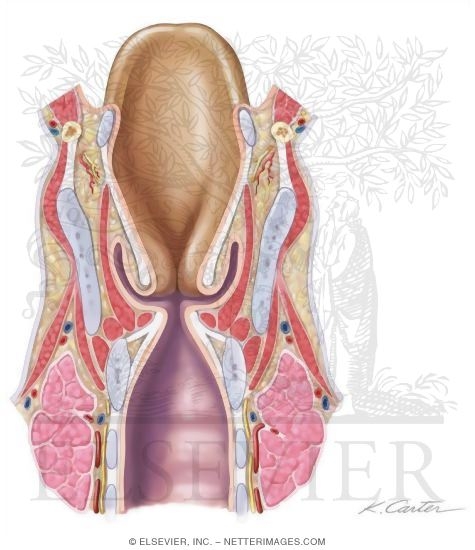 Larynx