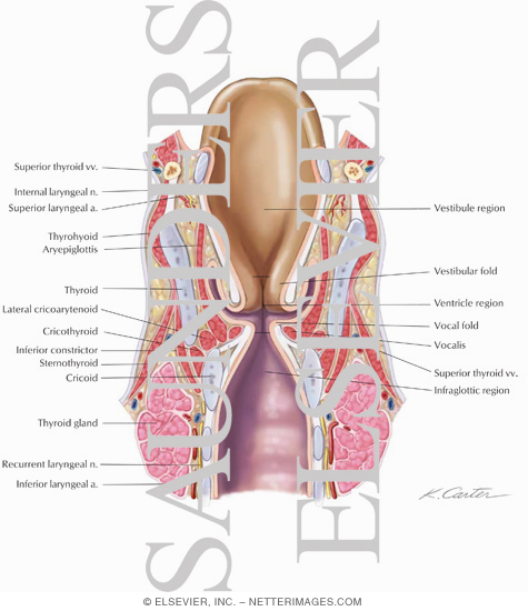 Larynx