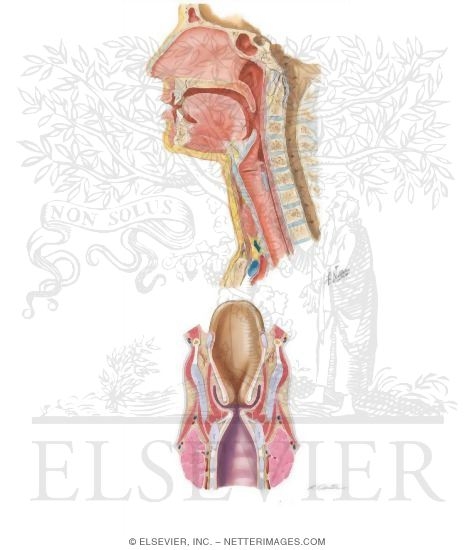 Watermarked preview of unlabeled image: Larynx