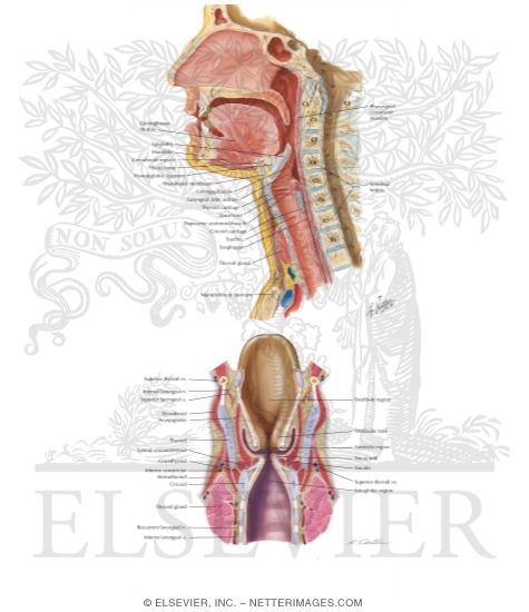 Larynx