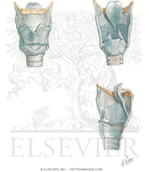 Thyroid Cartilage