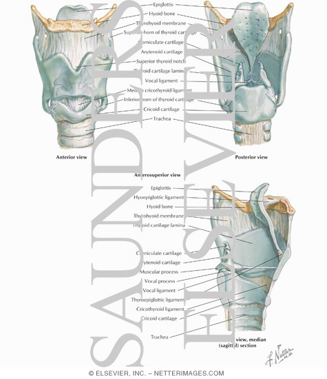 Thyroid Cartilage