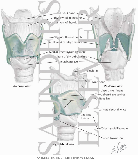 Thyroid Cartilage