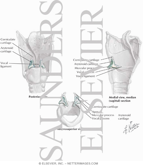 Arytenoid Cartilage