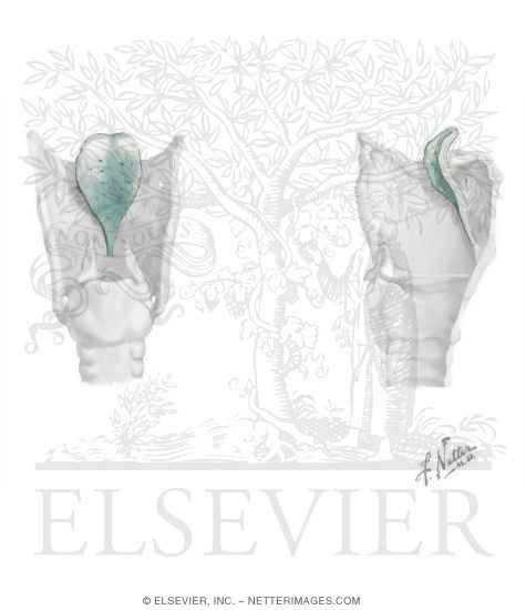 Watermarked preview of unlabeled image: Epiglottis