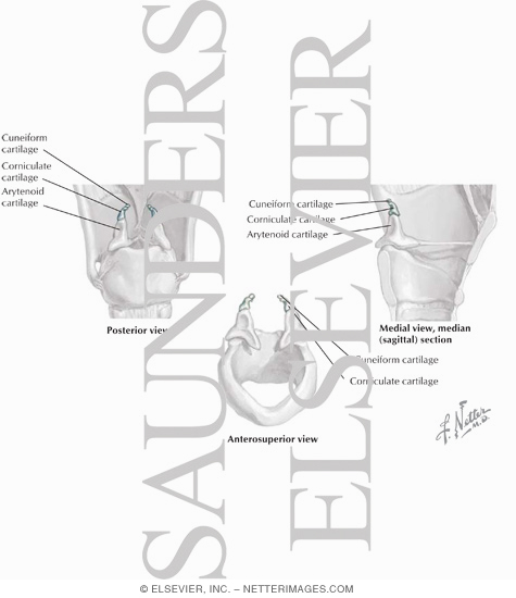 Watermarked preview of labeled image: Minor Cartilages