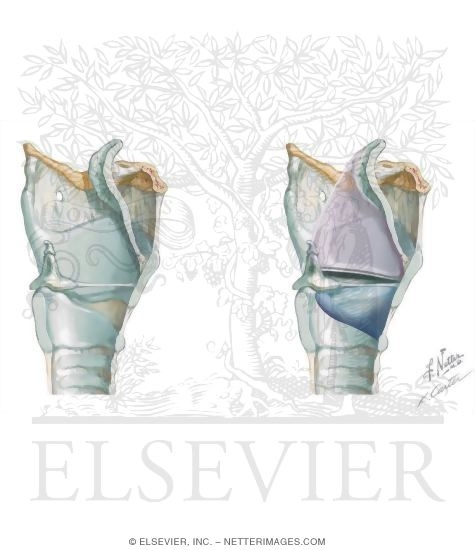 Membranes and Ligaments of the Larynx