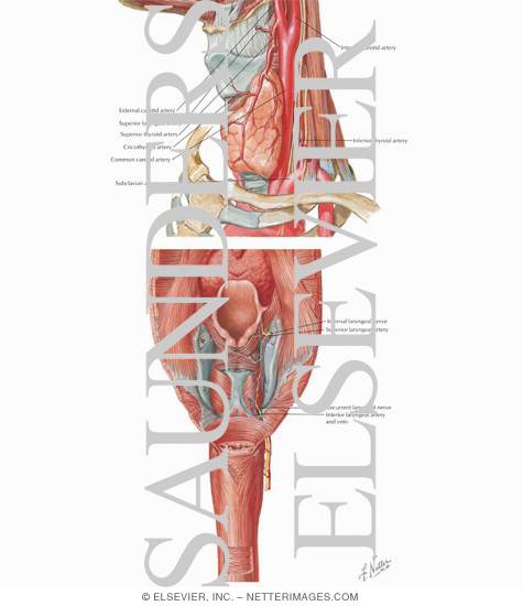 Watermarked preview of labeled image: Arterial Supply of the Larynx