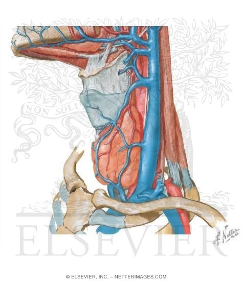 Venous Drainage of the Larynx
