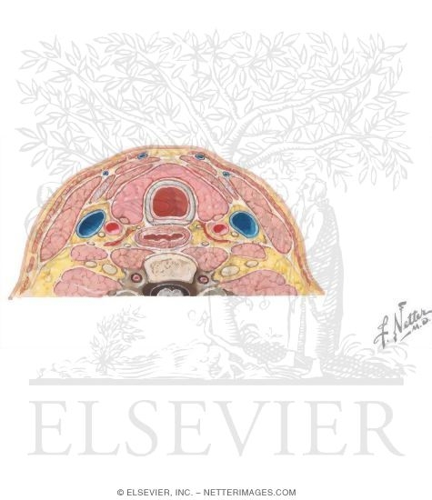Watermarked preview of unlabeled image: Cervical Fascia