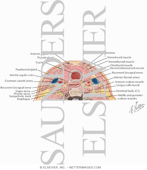 Watermarked preview of labeled image: Cervical Fascia