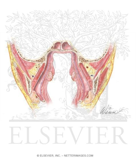 Suprahyoid Fascial Spaces
