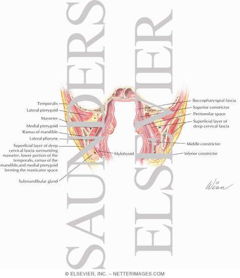 Watermarked preview of labeled image: Suprahyoid Fascial Spaces