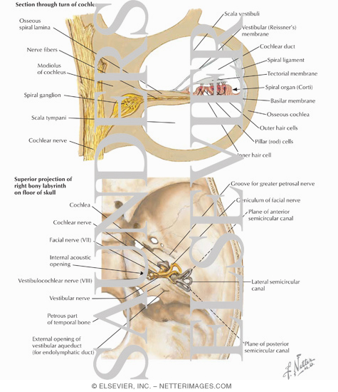 Ear