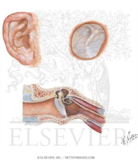 Watermarked preview of unlabeled image: Structures of the External Ear