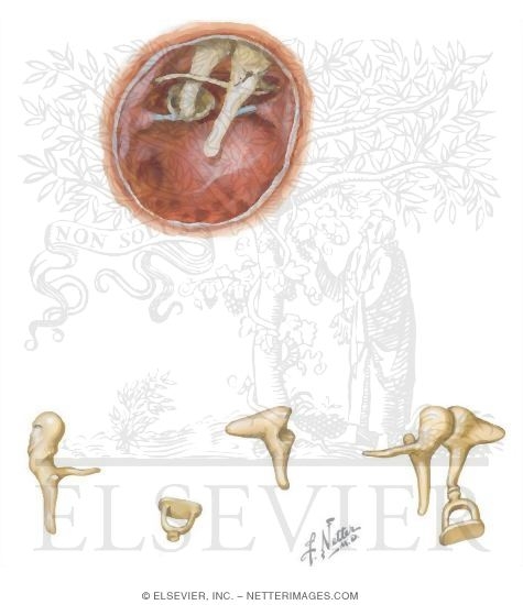 Boundaries of the Middle Ear
