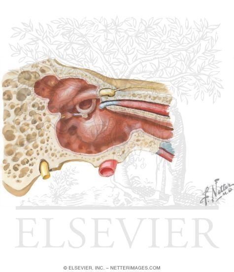Muscles of the Ear